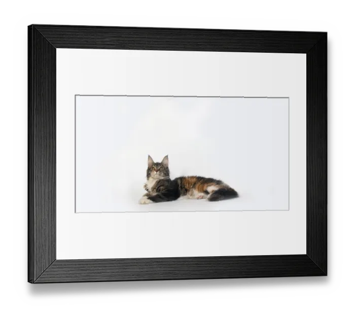 Framed Print : Brown Tortie Blotched Tabby and White Maine Coon Domestic Cat