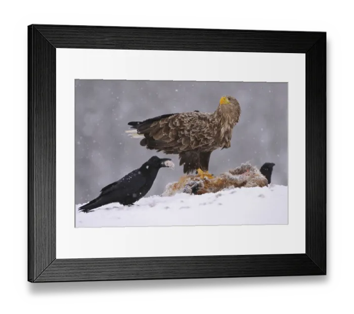 Framed Print : Common raven (Corvus corax) and White-tailed eagle (Haliaeetus albicilla) on fox carcasses