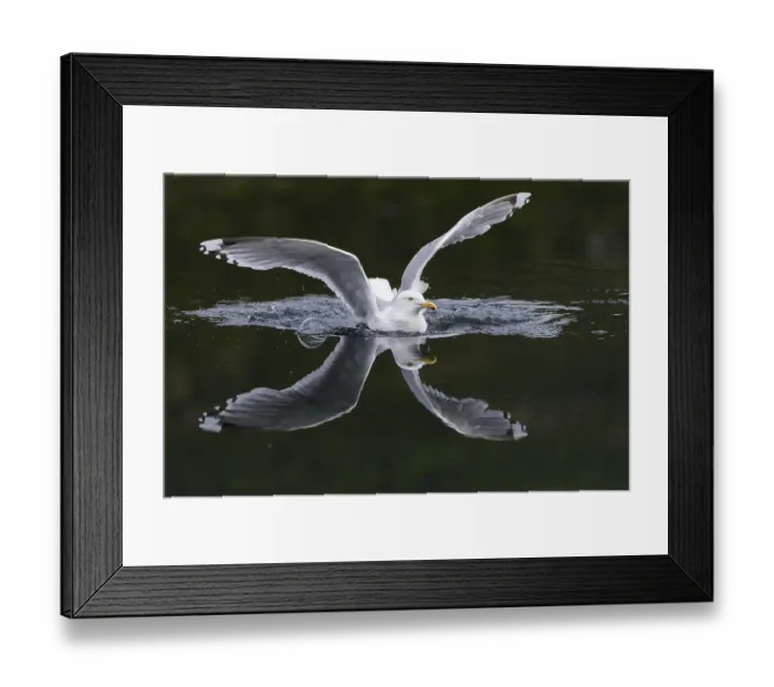 Framed Print : European herring gull (Larus argentatus) Norway