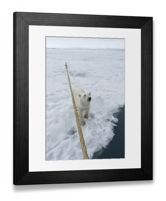 Framed Print : Curious polar bear (Ursus maritimus) sitting next to the expedition ship and looking up Framed Print : Curious polar bear (Ursus maritimus) sitting next to the expedition ship and looking up