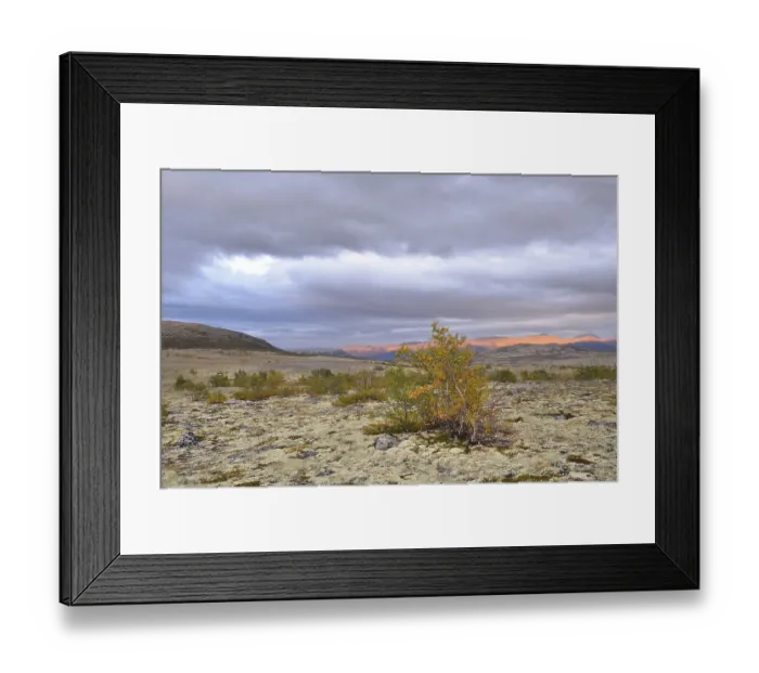 Framed Print : Downy Birch (Betula pubescens) and Reindeer Lichen (Cladonia rangiferina)