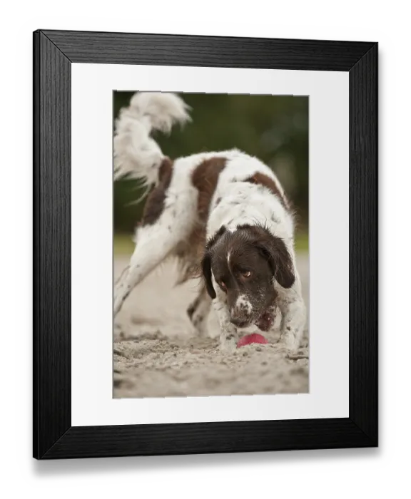 Framed Print : Small Munsterlander running after a ball Framed Print : Small Munsterlander running after a ball