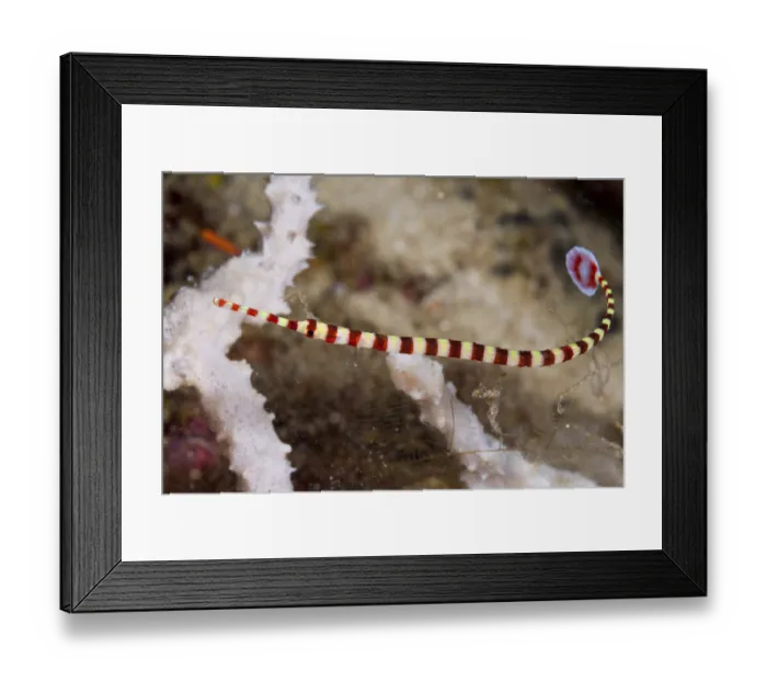 Framed Print : Banded Pipefish, Doryrhamphus dactyliophorus Framed Print : Banded Pipefish, Doryrhamphus dactyliophorus