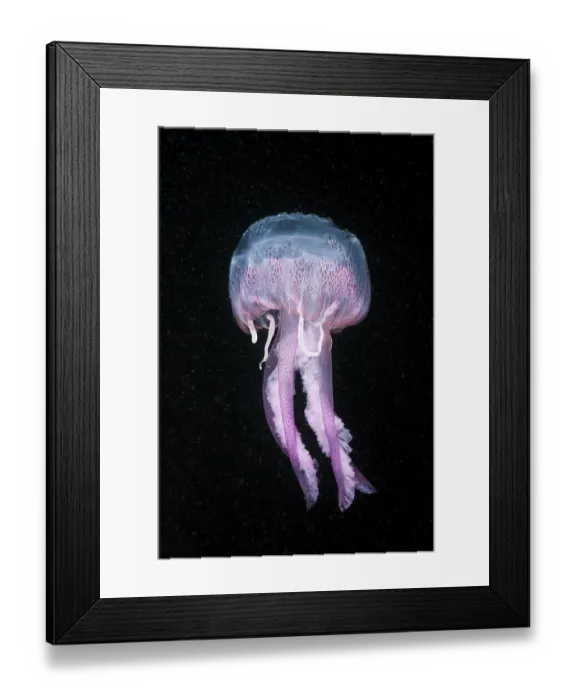 Framed Print : Luminous jellyfish, Pelagia noctiluca Framed Print : Luminous jellyfish, Pelagia noctiluca
