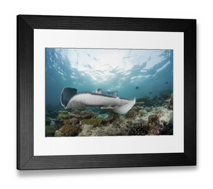 Framed Print : Black spotted stingray, Taeniura meyeni