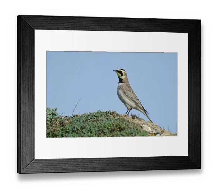 Framed Print : Shore Lark (Eremophila alpestris)