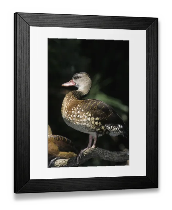 Framed Print : Spotted Whistling Duck (Dendrocygna guttata) standing on branch Framed Print : Spotted Whistling Duck (Dendrocygna guttata) standing on branch