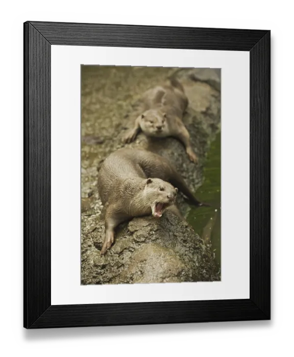 Framed Print : Smooth-coated Otter (Lutrogale perspicillata) Framed Print : Smooth-coated Otter (Lutrogale perspicillata)