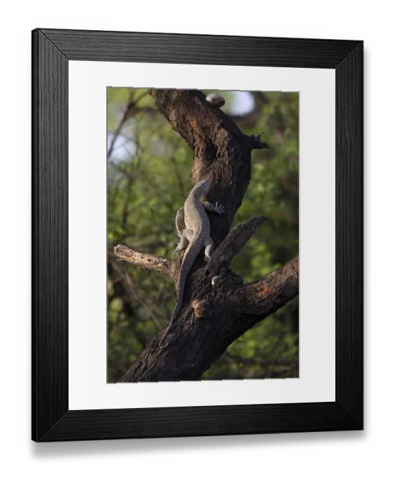 Framed Print : Nile Monitor (Varanus niloticus)
