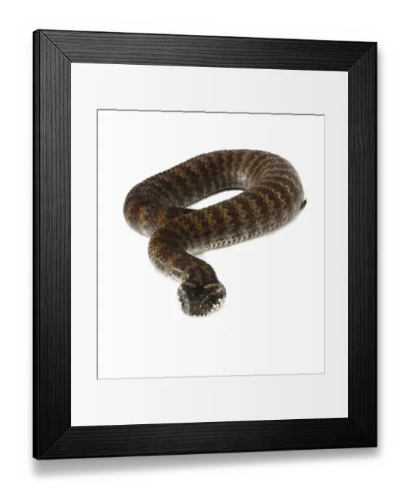 Framed Print : Common Death Adder (Acanthophis antarcticus) Framed Print : Common Death Adder (Acanthophis antarcticus)