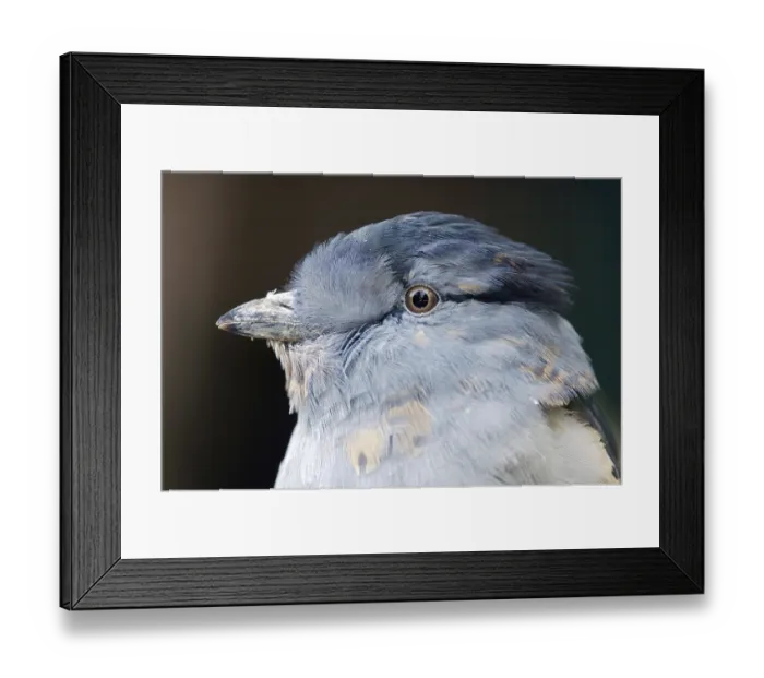 Framed Print : Cuckoo Roller (Leptosomus discolor), male Framed Print : Cuckoo Roller (Leptosomus discolor), male
