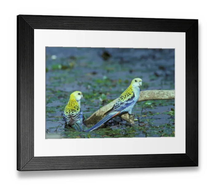 Framed Print : Pale-headed Rosella, Pale-headed Rosella