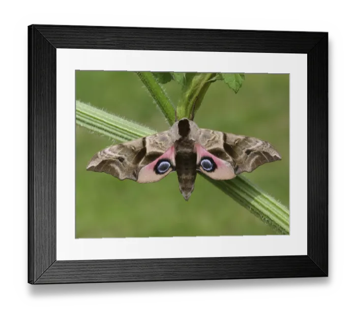 Framed Print : Smerinthus ocellatus, eyed hawk-moths (Smerinthus ocellata)