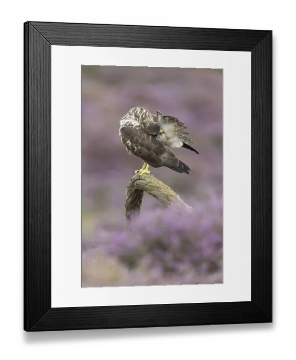 Framed Print : Common steppe buzzard (Buteo buteo) Framed Print : Common steppe buzzard (Buteo buteo)