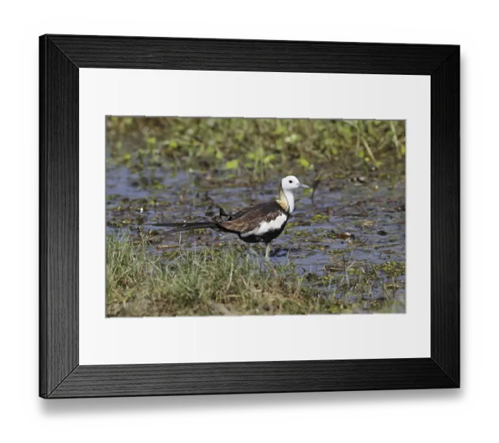 Framed Print : Pheasant-tailed jacana (Hydrophasianus chirurgus) adult