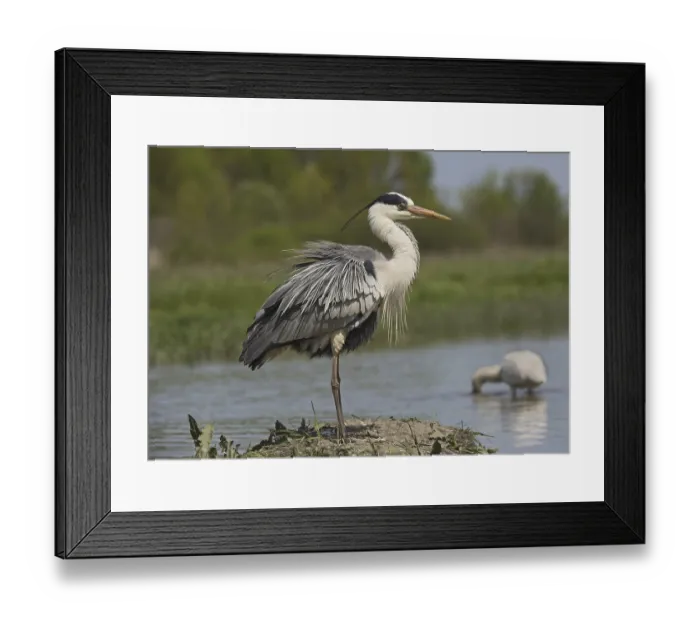Framed Print : Grey Heron (Ardea cinerea) adult Framed Print : Grey Heron (Ardea cinerea) adult