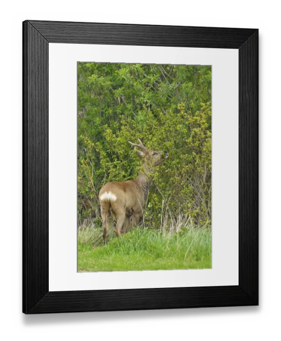 Framed Print : Roebuck in spring, Capreolus capreolus, Germany