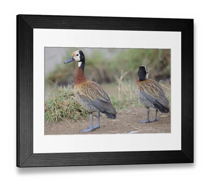 Framed Print : White-faced whistling ducks (Dendrocygna viduata) Framed Print : White-faced whistling ducks (Dendrocygna viduata)