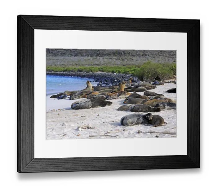 Framed Print : Galapagos sea lion (Zalophus wollebaeki)