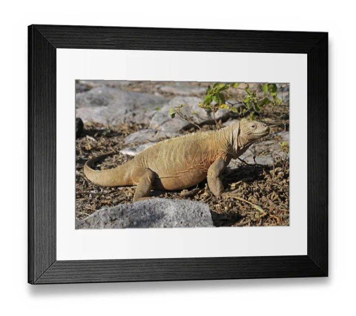 Framed Print : Galapagos Land Iguana (Conolophus subcristatus) Framed Print : Galapagos Land Iguana (Conolophus subcristatus)