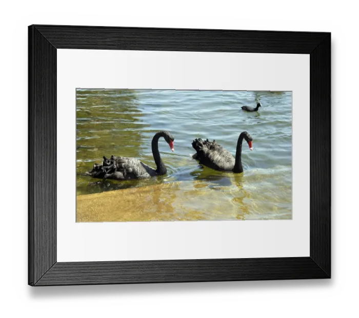 Framed Print : Black swans, Perth, Australia