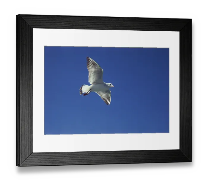 Framed Print : Birds, Black headed gull larus ridibundus flying