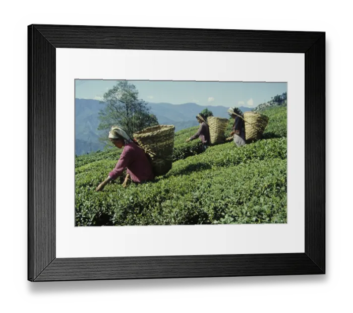 Framed Print : Women working in Tea Garden at Darjeeling
