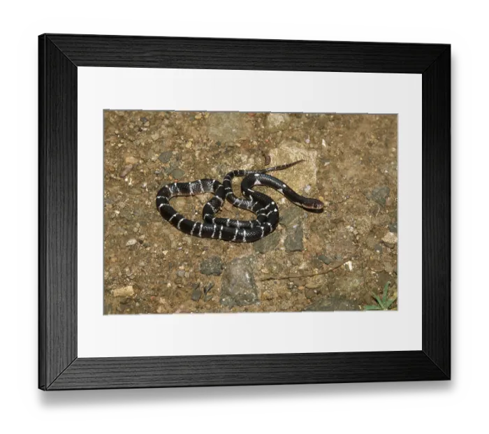 Framed Print : Reptiles, Snakes, Indian Common Crait Cremonou Bungarus Caeruleus Framed Print : Reptiles, Snakes, Indian Common Crait Cremonou Bungarus Caeruleus