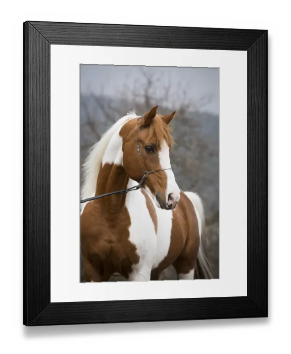 Framed Print : Piebald pinto stallion, portrait