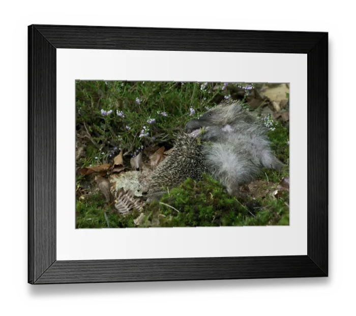 Framed Print : European european hedgehog (erinaceus europaeus)