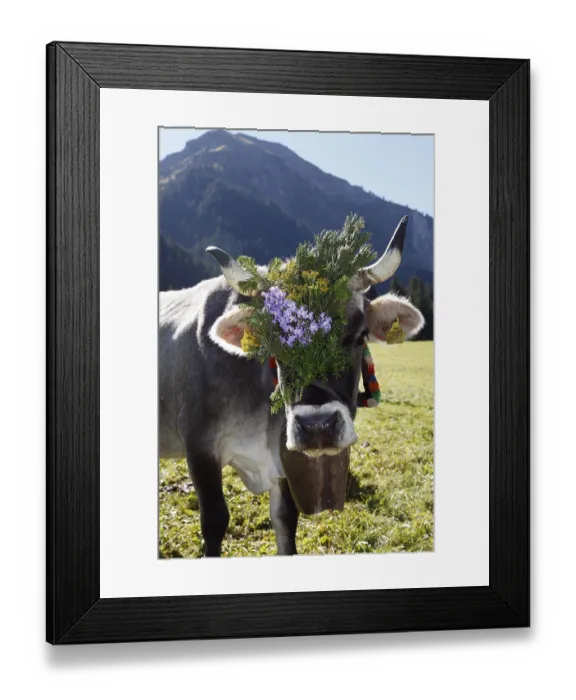 Framed Print : Decorated cow, cattle drive, Tannheim