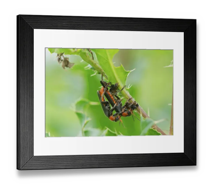 Framed Print : Common soft-shell beetle, mating