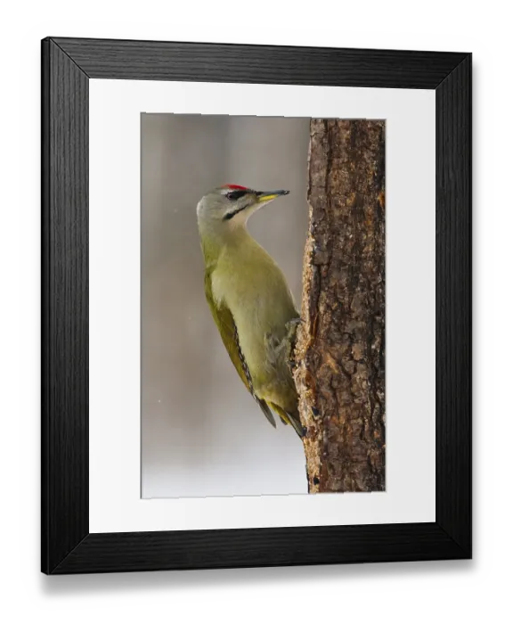 Framed Print : Grey Woodpecker Framed Print : Grey Woodpecker