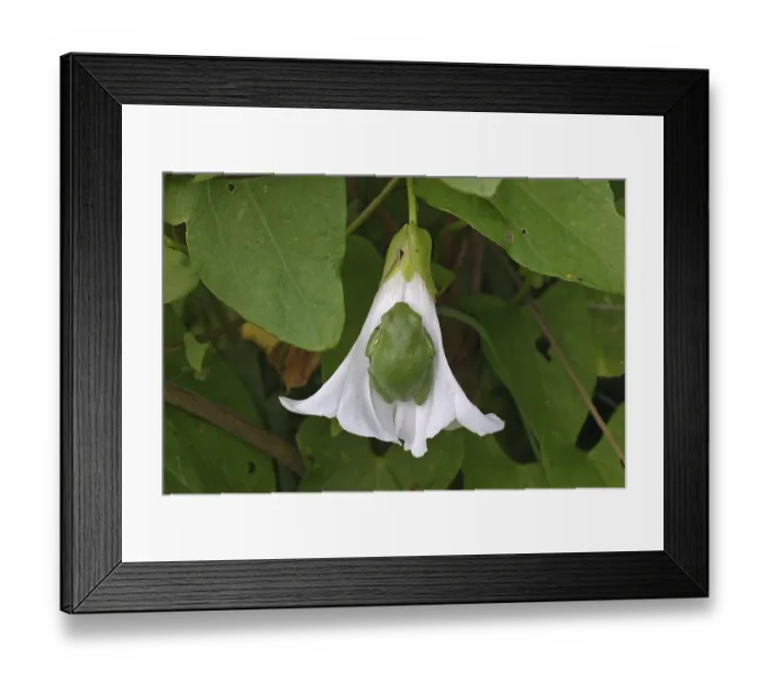 Framed Print : Tree Frog