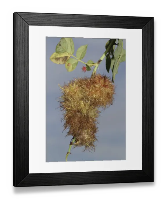 Framed Print : Rose gall wasp Framed Print : Rose gall wasp