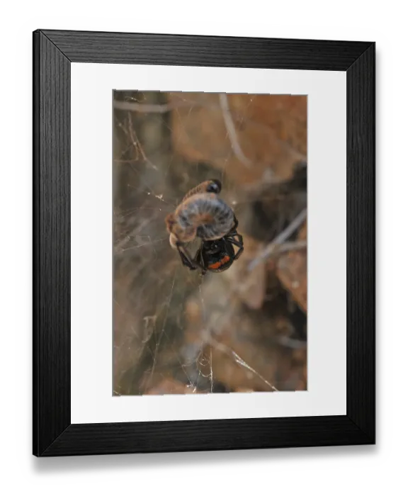Framed Print : False widow Framed Print : False widow
