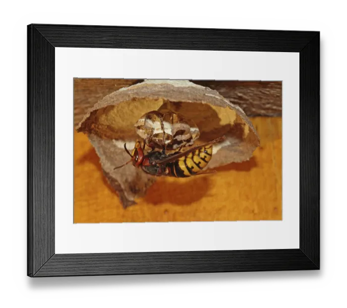 Framed Print : Hornet
