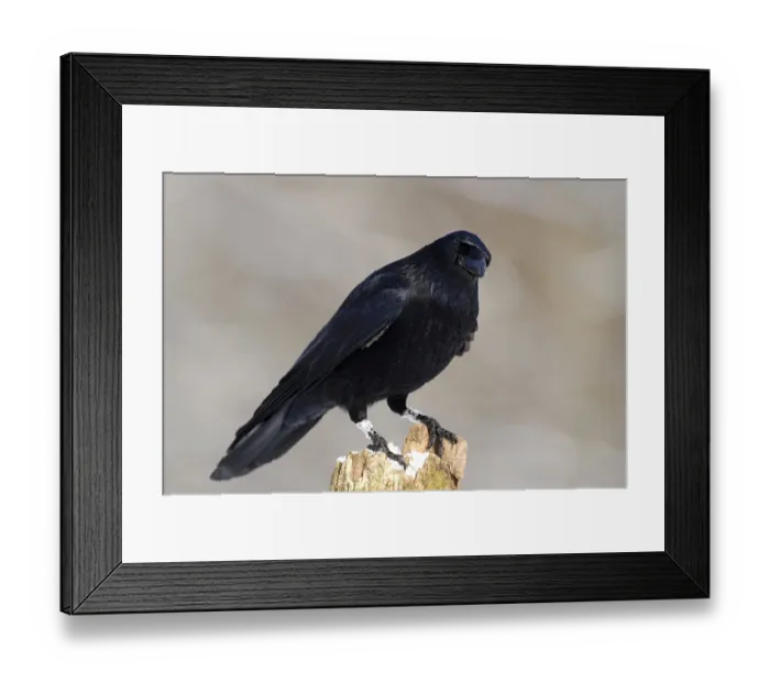 Framed Print : Raven (Corvus corone corone) Framed Print : Raven (Corvus corone corone)