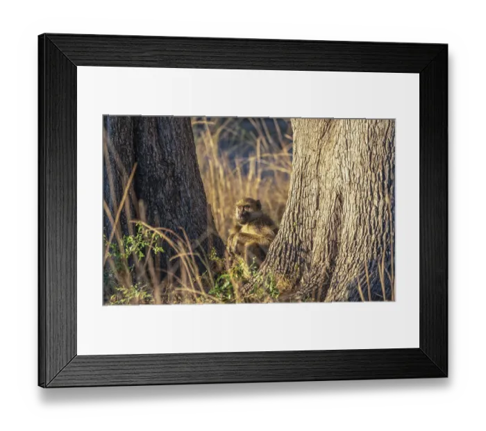 Framed Print : Steppe baboon mother (Papio cynocephalus)