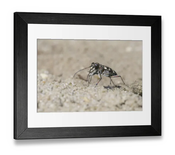 Framed Print : Dune sand beetle (Cicindela hybrida)