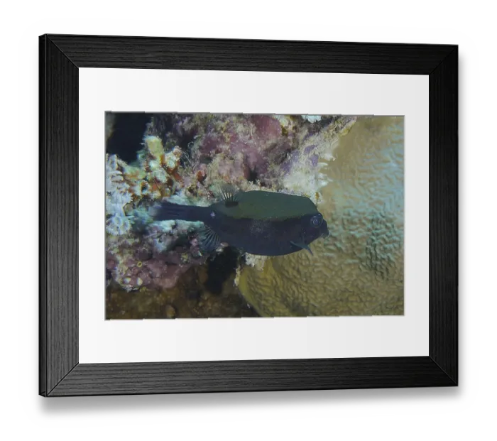 Framed Print : Arabian boxfish (Ostracion cyanurus)