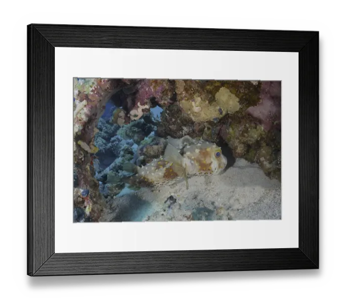 Framed Print : Yellow-spotted hogfish (Cyclichthys spilostylus) Framed Print : Yellow-spotted hogfish (Cyclichthys spilostylus)
