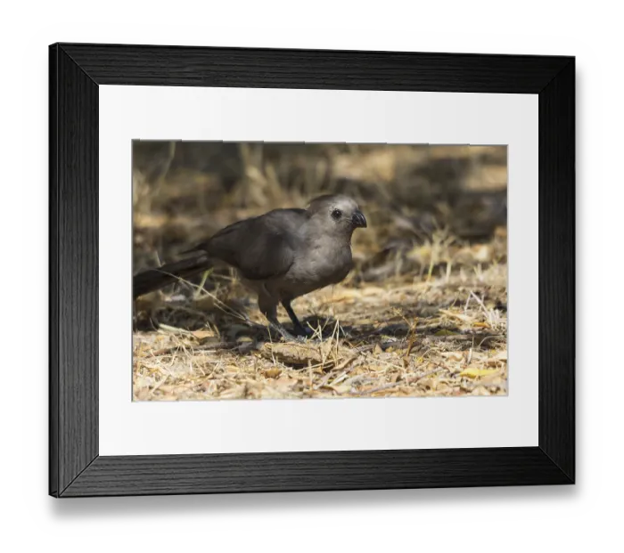 Framed Print : Grey-winged Warbler (Corythaixoides concolor)
