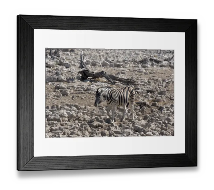 Framed Print : Zebra (Equus quagga)