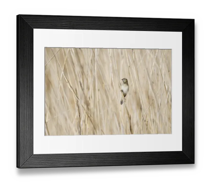 Framed Print : Reed Warbler (Acrocephalus schoenobaenus) Framed Print : Reed Warbler (Acrocephalus schoenobaenus)