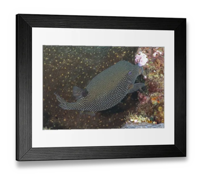 Framed Print : Guinea fowl pufferfish (Arothron meleagris)