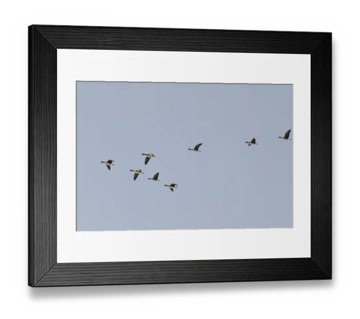Framed Print : Tundra geese (Anser fabalis rossicus)