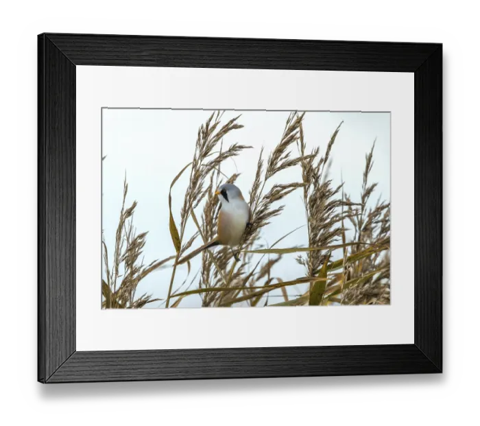 Framed Print : Bearded Tit - Male in the reeds (Panurus biarmicus) Framed Print : Bearded Tit - Male in the reeds (Panurus biarmicus)