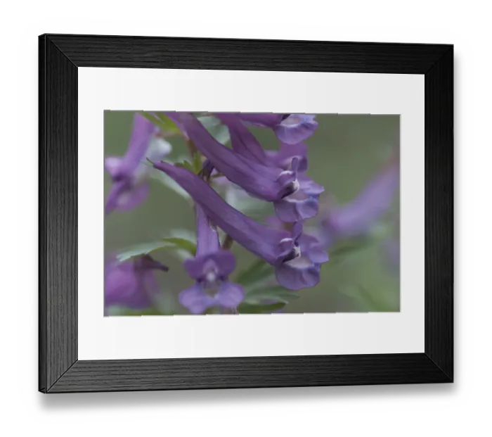 Framed Print : Corydalis solida (Corydalis solida) Framed Print : Corydalis solida (Corydalis solida)
