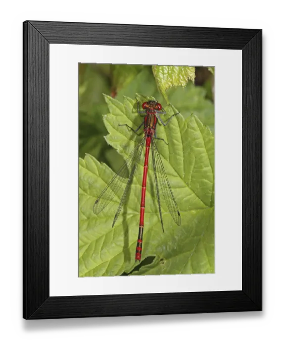 Framed Print : Large red damselfly (Pyrrhosoma nymphula)